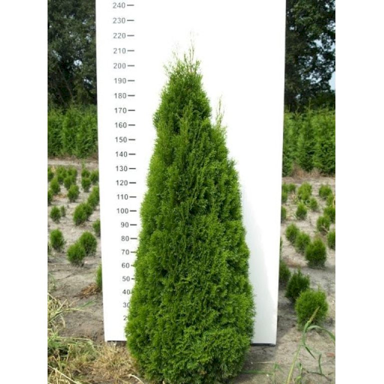 Hækthuja 'Smaragd'