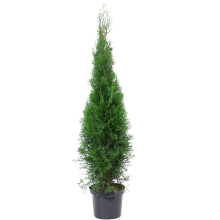 Hækthuja 'Smaragd'