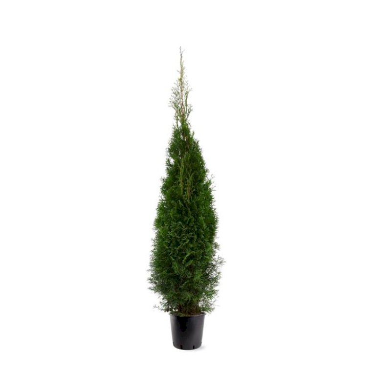 Hækthuja 'Smaragd'