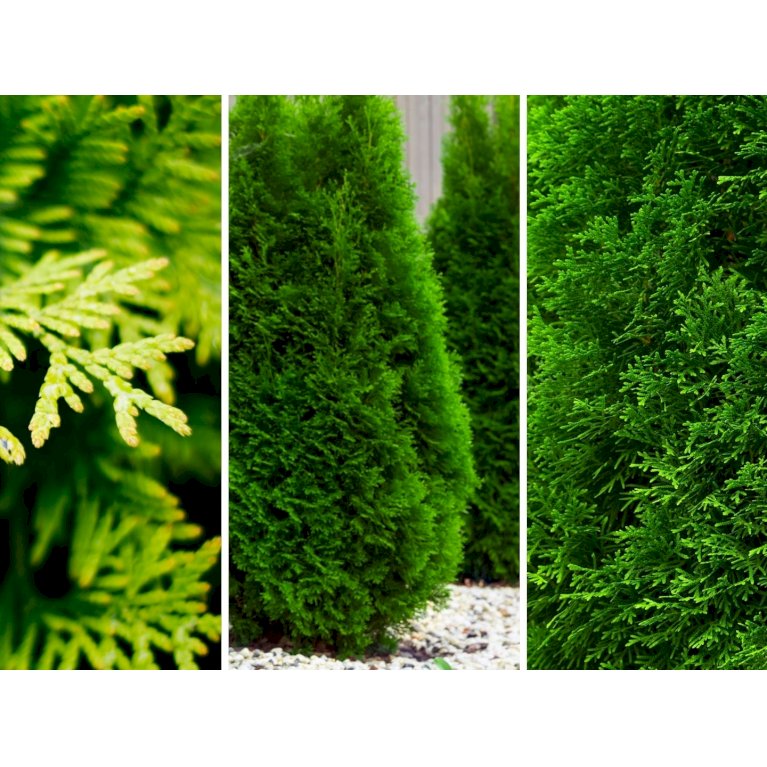 Hækthuja 'Smaragd'