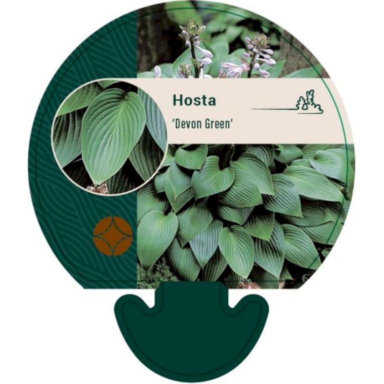 Funkia 'Devon Green'