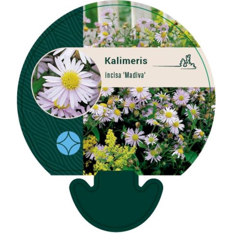 KALIMERIS INCISA 'MADIVA'