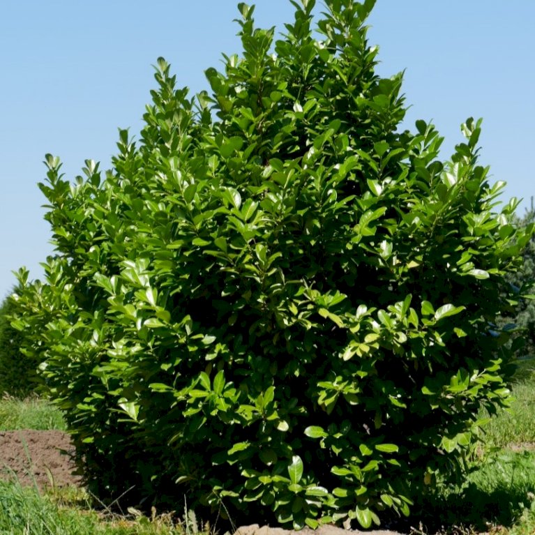 Hæk-Kirsebærlaurbær 'Rotundifolia'