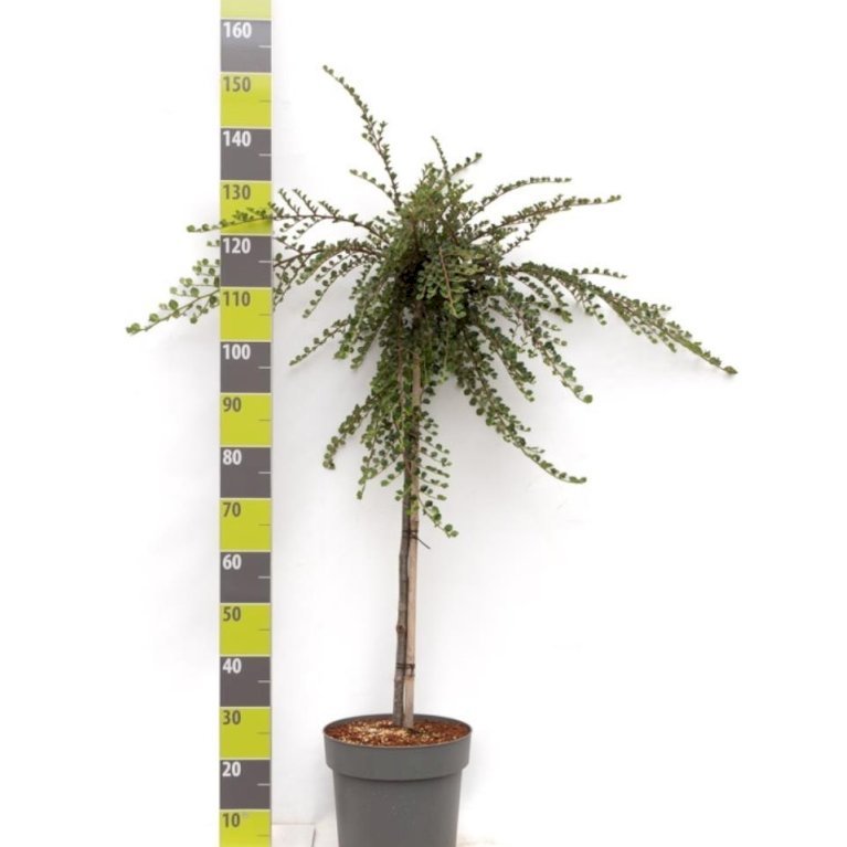 Cotoneaster Apiculatus 'Blackburn'