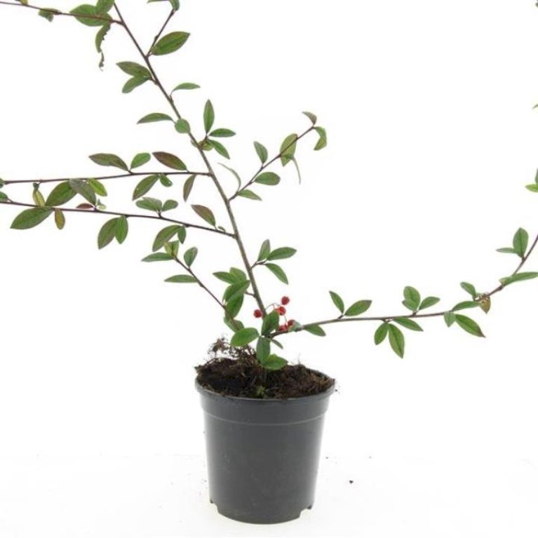 Cotoneaster Salicifolius 'Herbstfeuer'