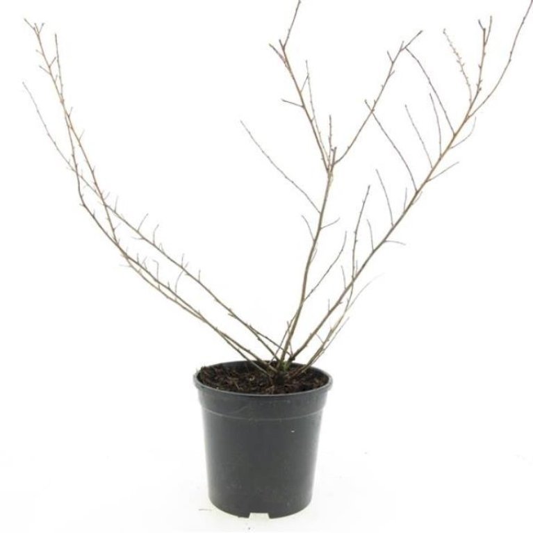 Escallonia 'Donard Seedling'