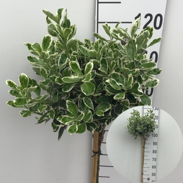 Euonymus Japonicus 'Kathy'