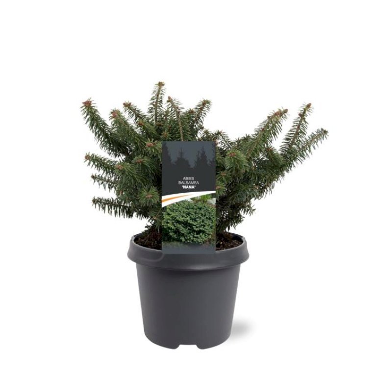 Dværgbalsamgran 'Nana'