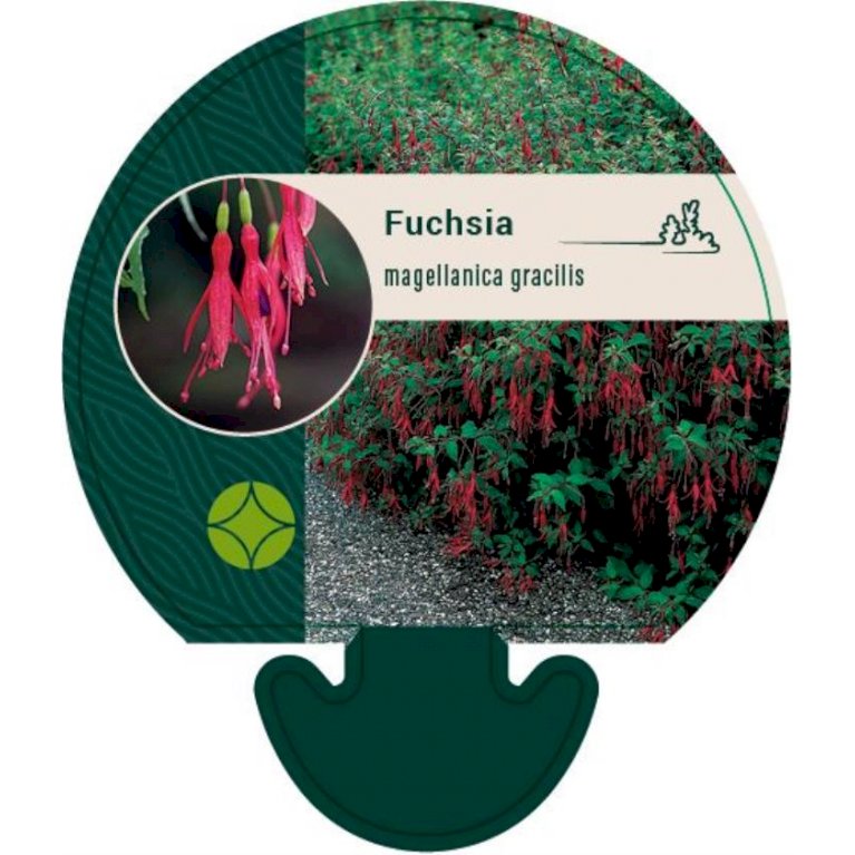 Fuchsia Magellanica Var. Gracilis