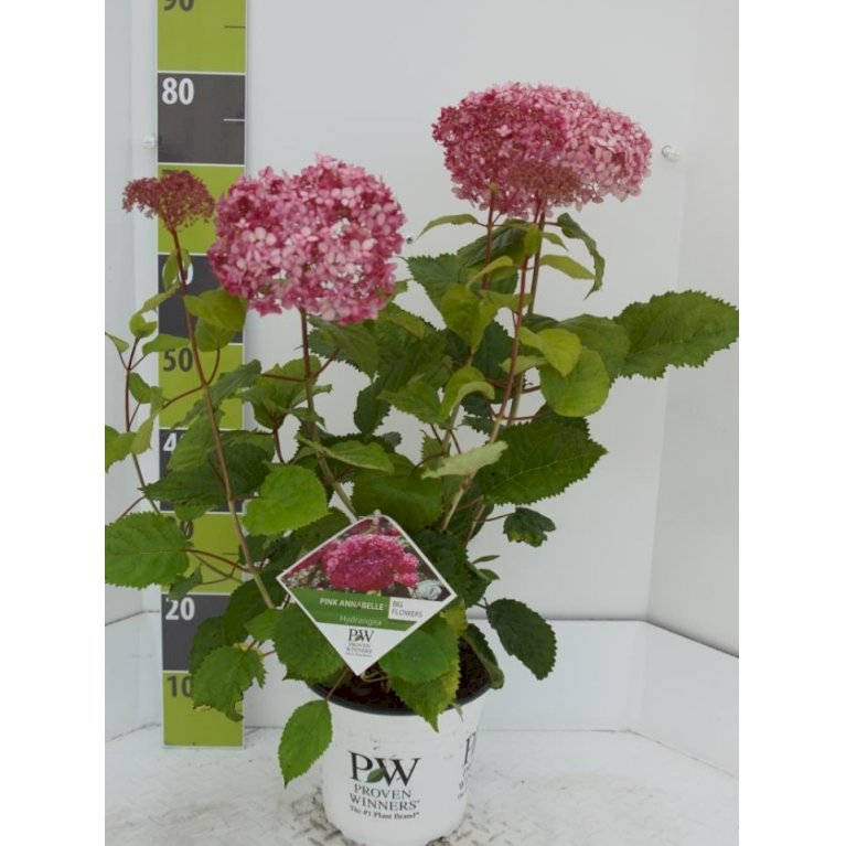 Træagtig Hortensia 'Invinc. Pink Annabelle''