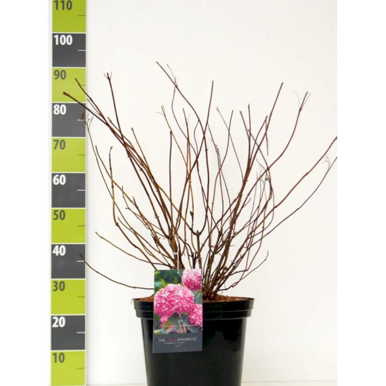 Træagtig Hortensia 'Invinc. Pink Annabelle''