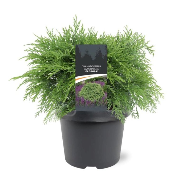 Ædelcypres 'Globosa'