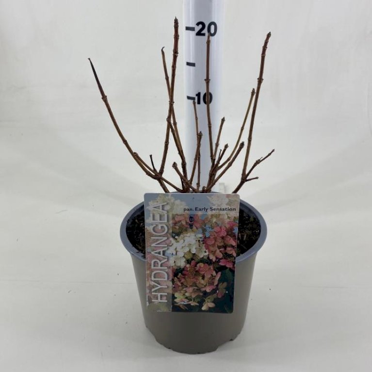 Syrén-Hortensia 'Early Sensation'
