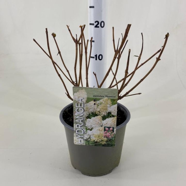 Syrén-Hortensia 'Phantom'