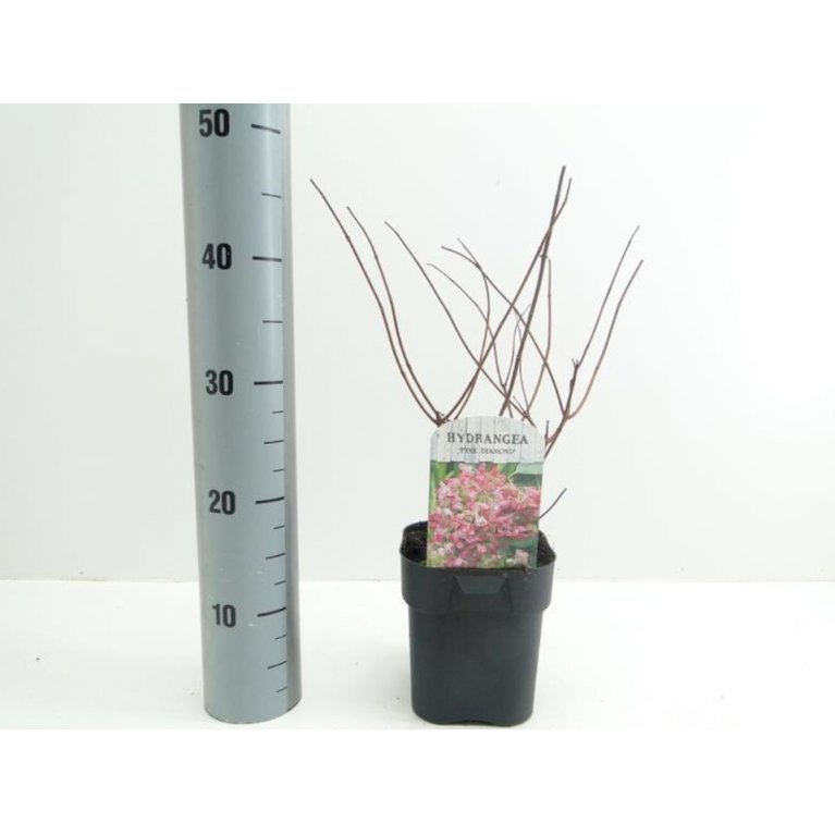Hydrangea Paniculata 'Pink Diamond'