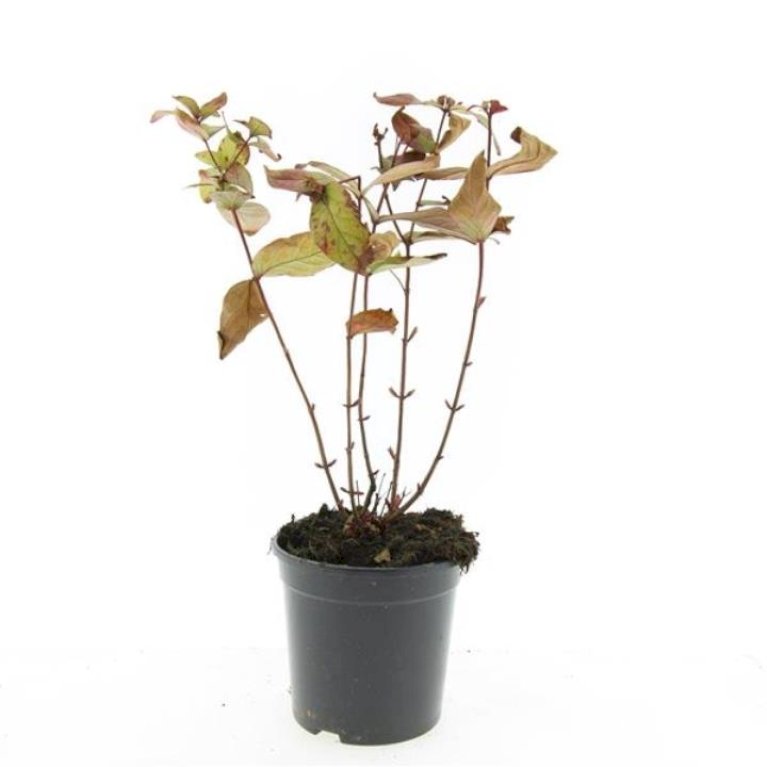 Hypericum Androsaemum 'Albury Purple'