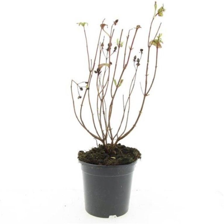 Hypericum Inodorum 'Orange Flair'