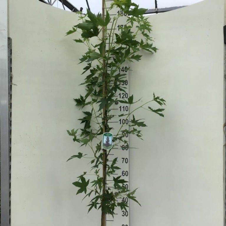 Liquidambar Styraciflua 'Worplesdon'