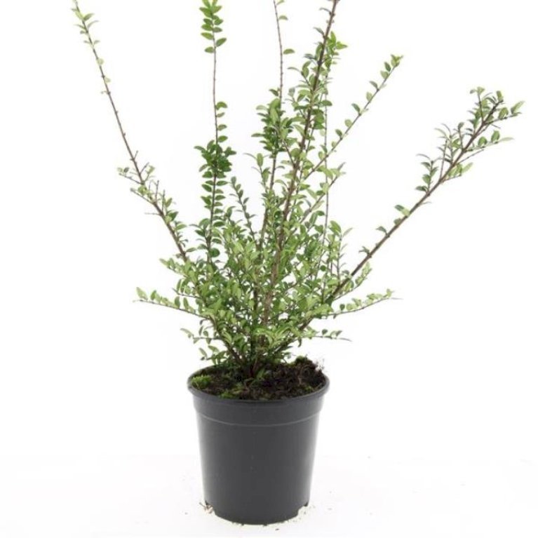 Lonicera Nitida 'Hohenheimer Findling'