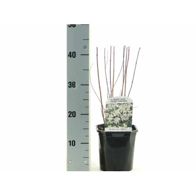 Uægte Jasmin 'Lemoinei'