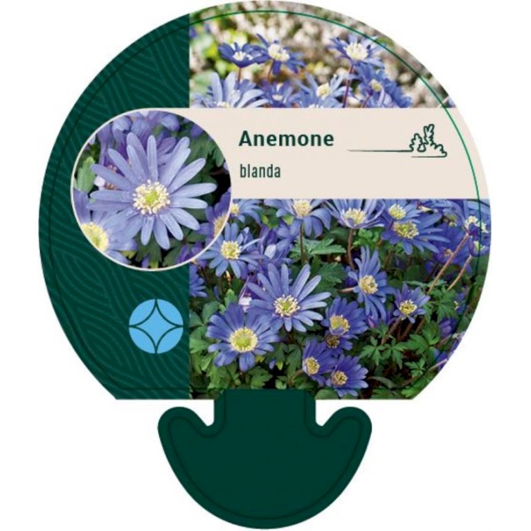 Balkan-Anemone - Blå