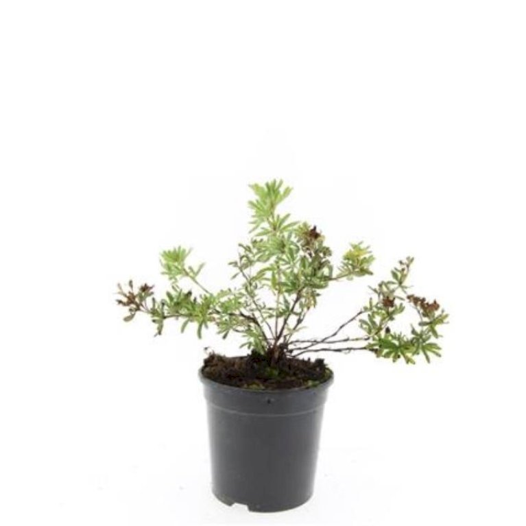 Potentilla Fruticosa 'Primrose Beauty'