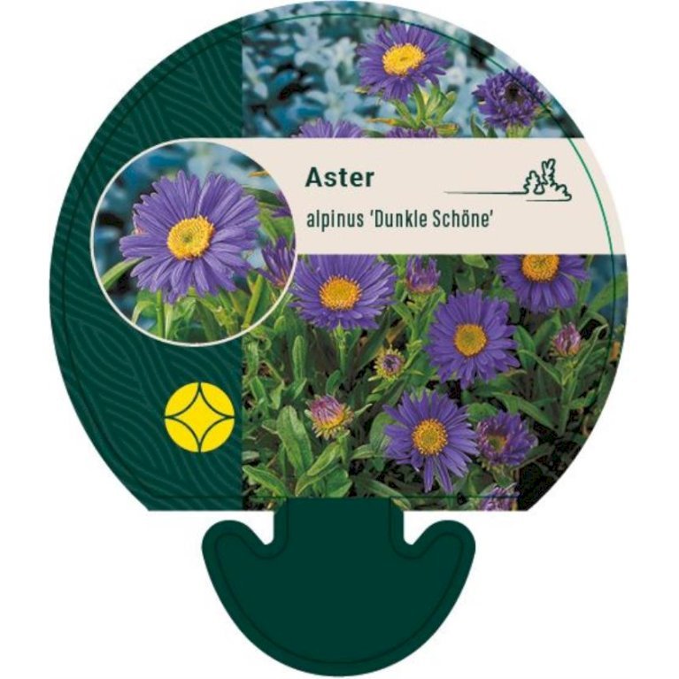 Alpeasters 'Dunkle Schöne'