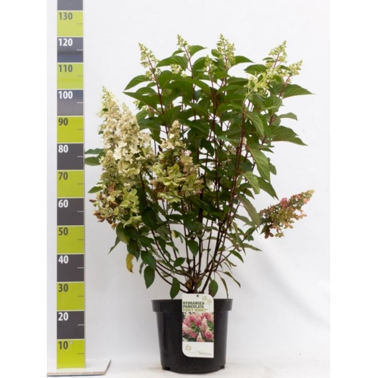 Syrén-Hortensia 'Pinky-Winky' ®