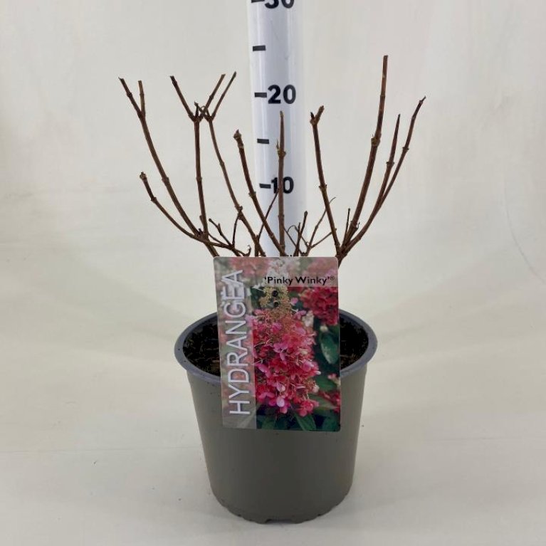 Syrén-Hortensia 'Pinky-Winky' ®