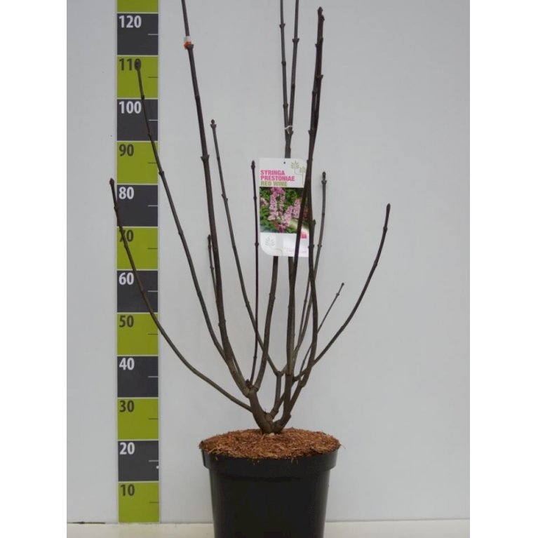 Preston Syrén 'Redwine'