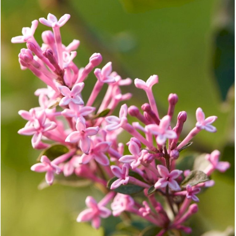 Syringa microphylla 'Bloomerang Pink Perfume'