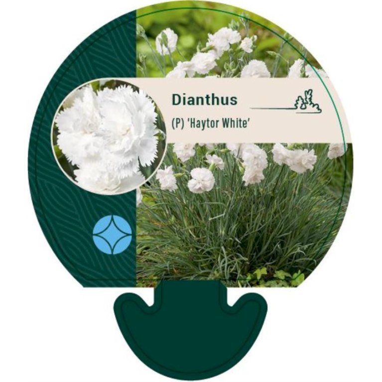 Fjernellike 'Haytor White'