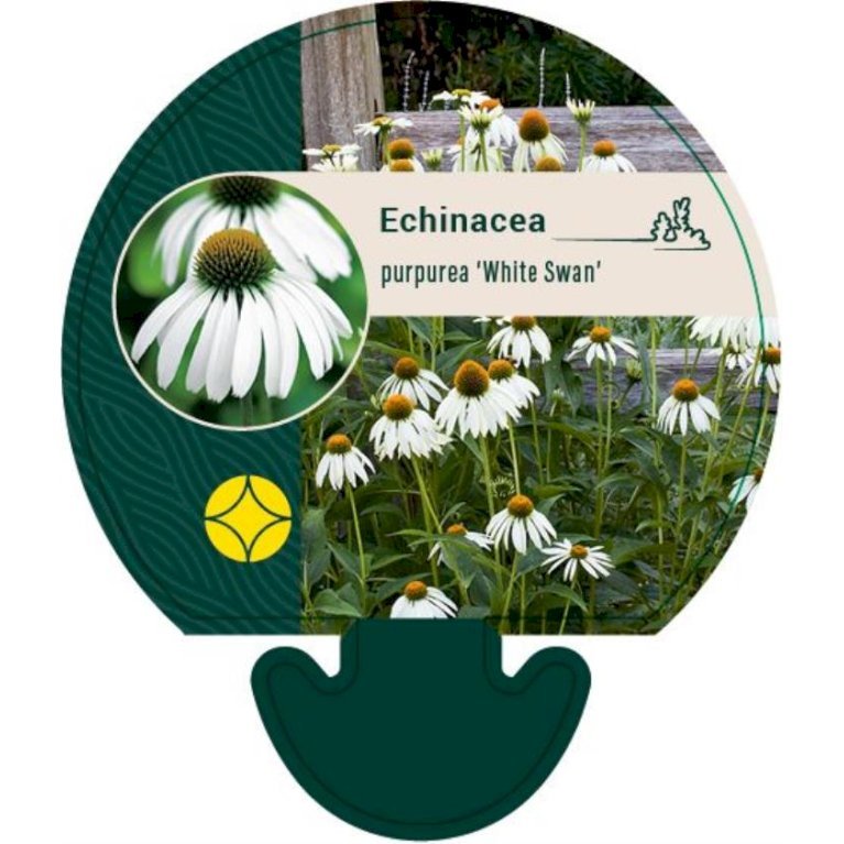 Hvid Solhat 'White Swan'