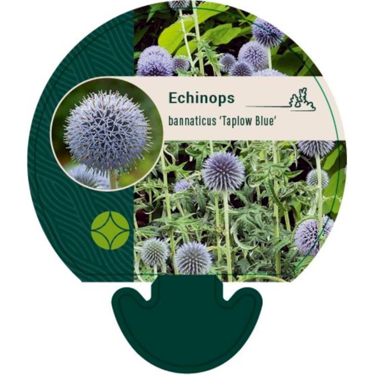 Tidselkugle 'Taplow Blue'