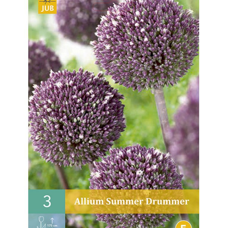 Allium 'Summer Drummer'