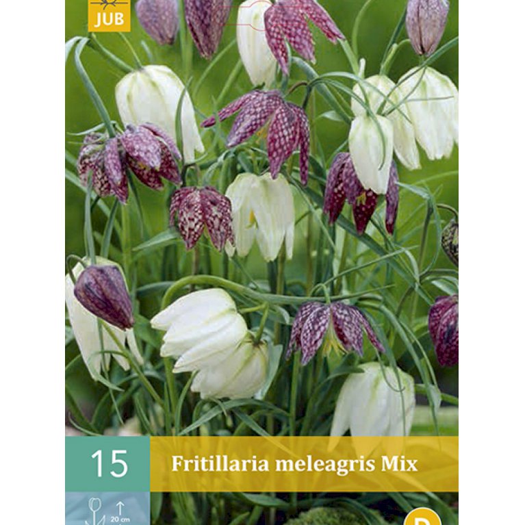 Vibeæg Meleagris 'mix' (E209)