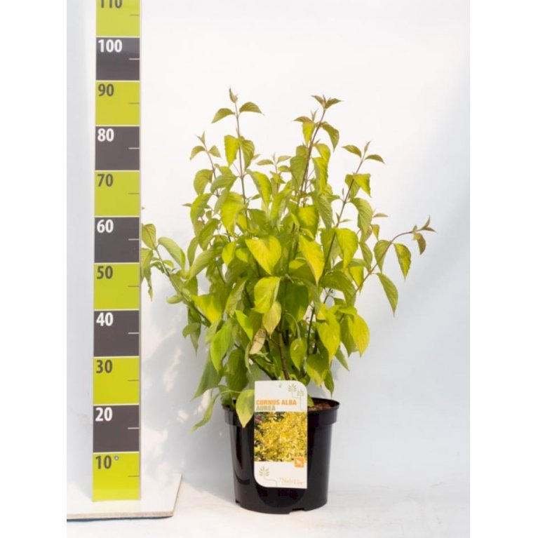 Rødgrenet kornel 'Aurea'