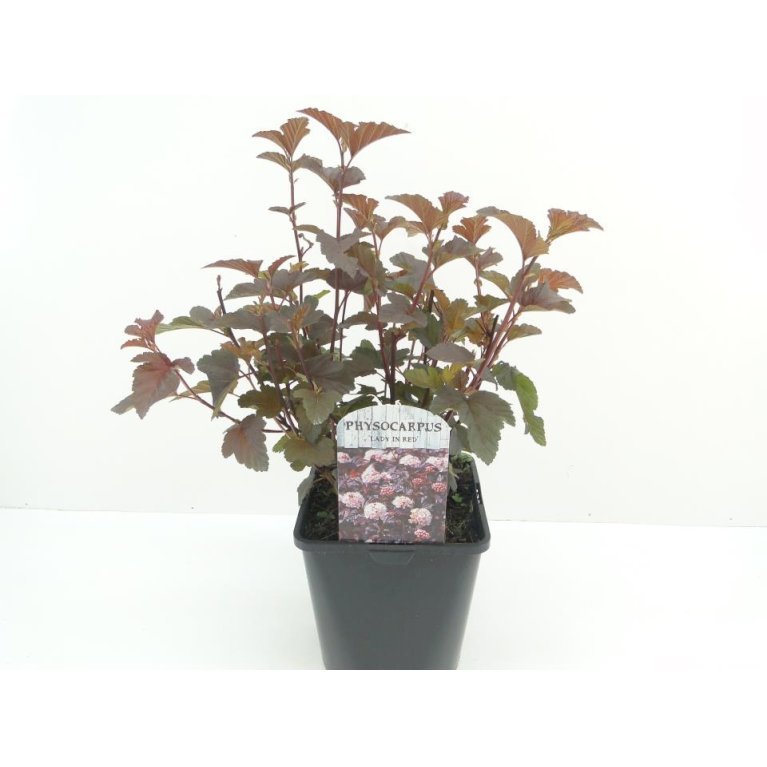 Blærespiræa 'Lady In Red'