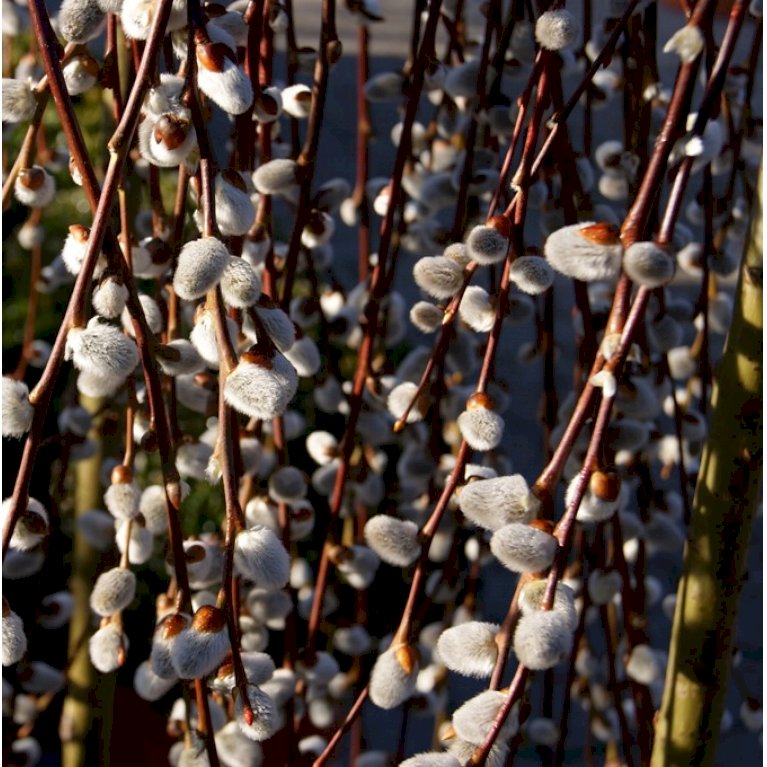 Salix Purpurea 'Pendula'