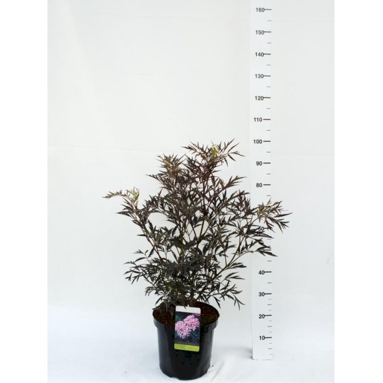 Hyld 'Black Lace'