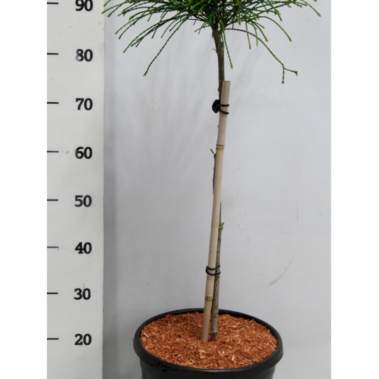 Trådthuja 'Whipcord' - Thuja plicata 'Whipcord'(dværgform) (3 Liter potte)