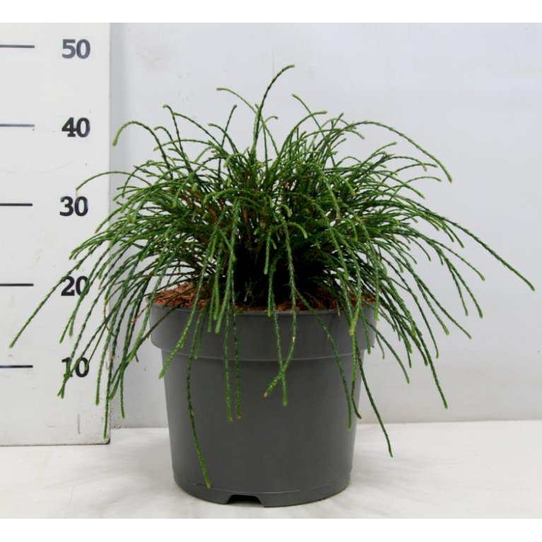 Trådthuja 'Whipcord'