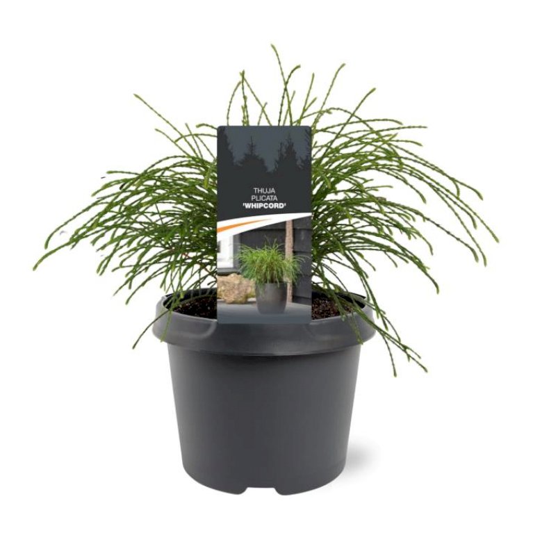 Trådthuja 'Whipcord'
