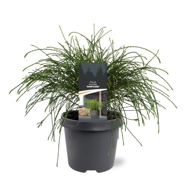 Trådthuja 'Whipcord'