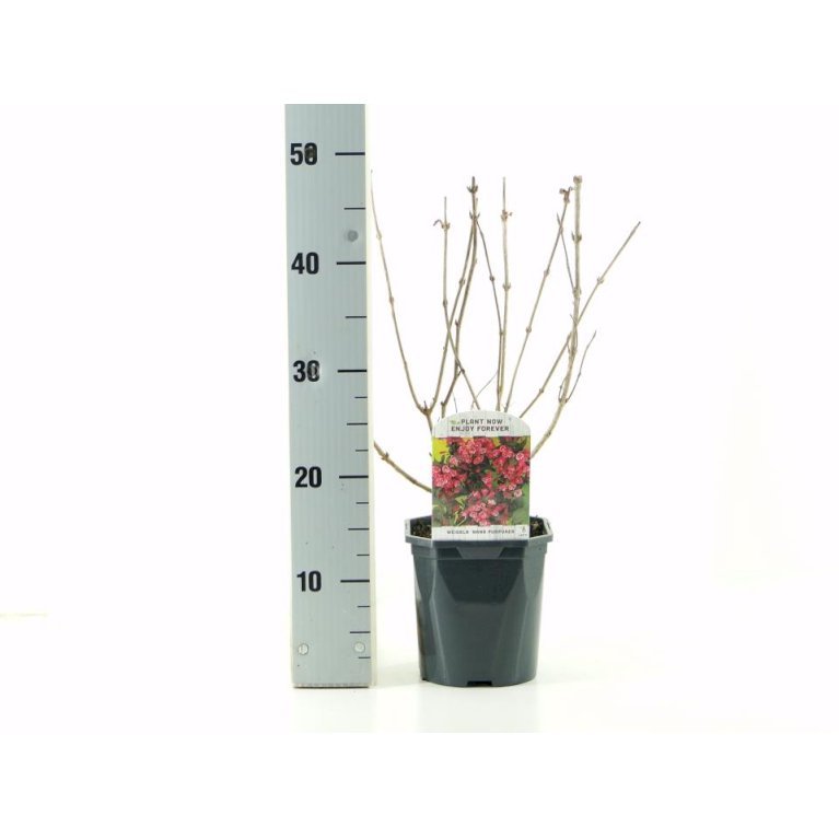 Klokkebusk 'Nana Purpurea'