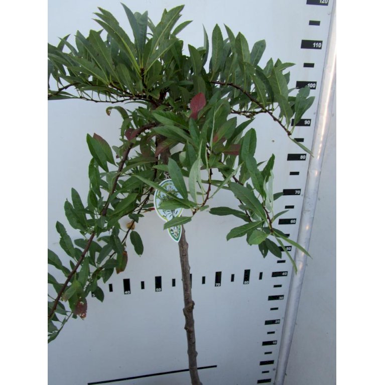 Prunus Pumila Depressa