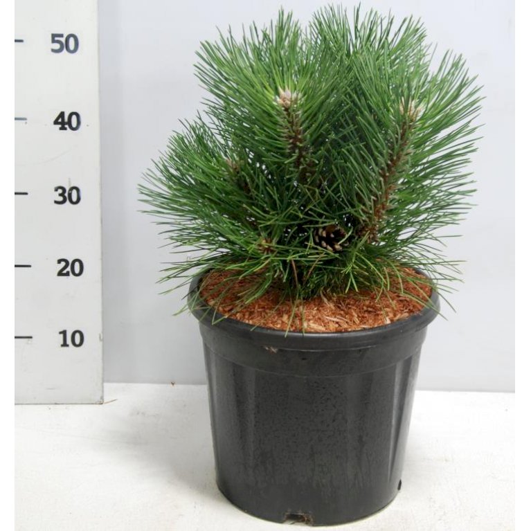 Østrigsk Dværg Fyr 'Nana'