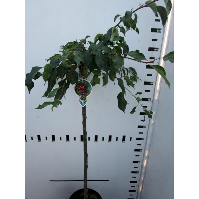 Paradisæble 'Red Jade'