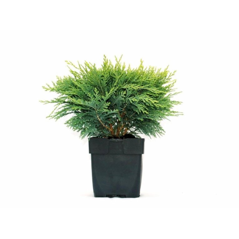 Ædelcypres 'Sunkist'