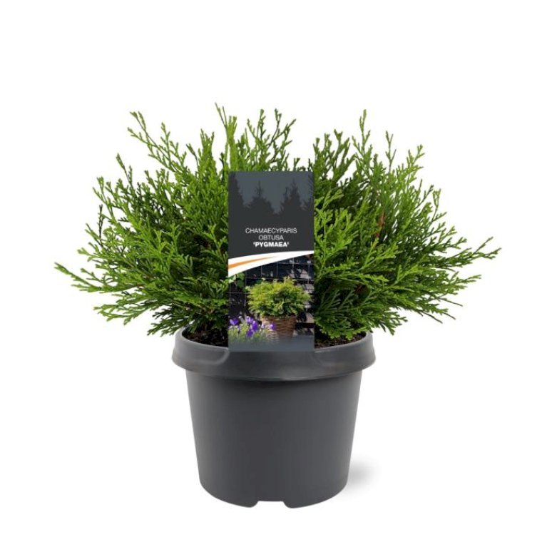 Solcypres 'Pygmaea'